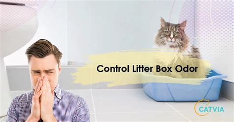 Enjoy a Fresh and Clean Litter Box with Citrus Magic Litter Pawa